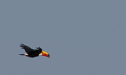 Toco toucan, in flight